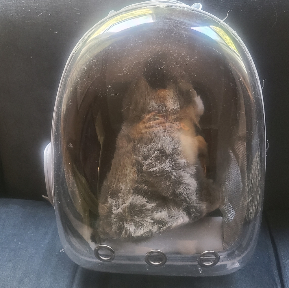 Pet Genius cat and dog carrier